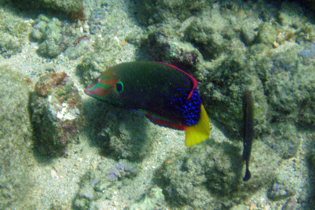 Yellowtail Coris