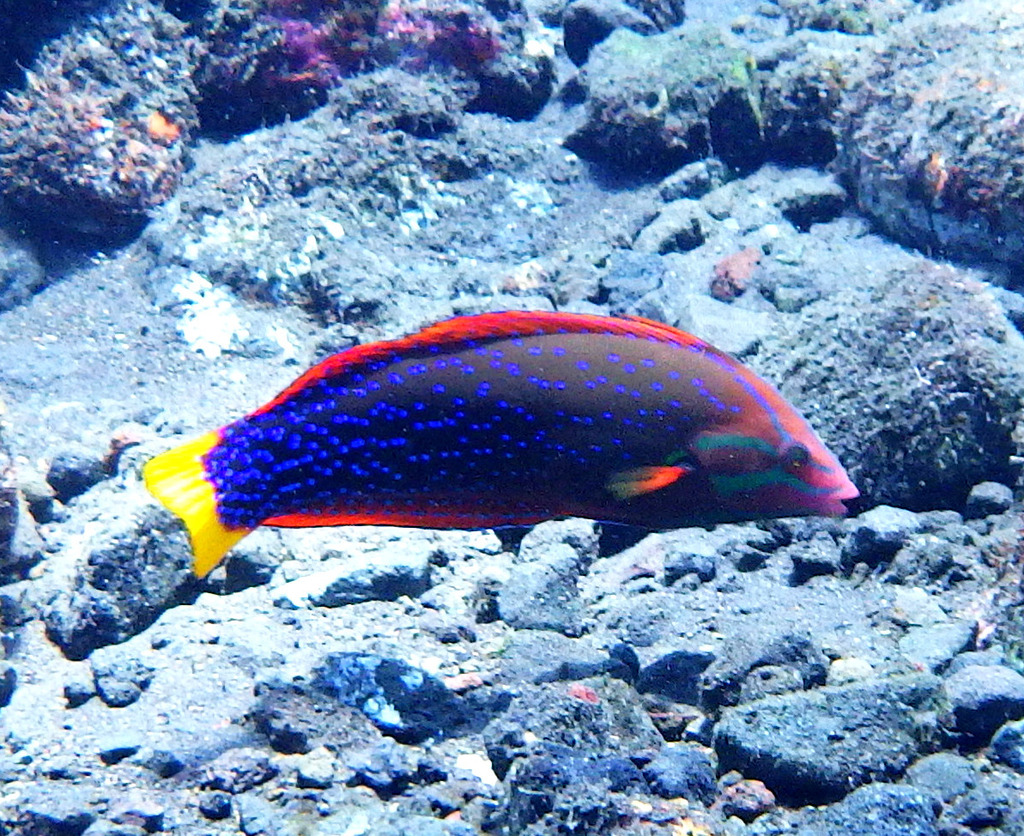 Yellowtail Coris