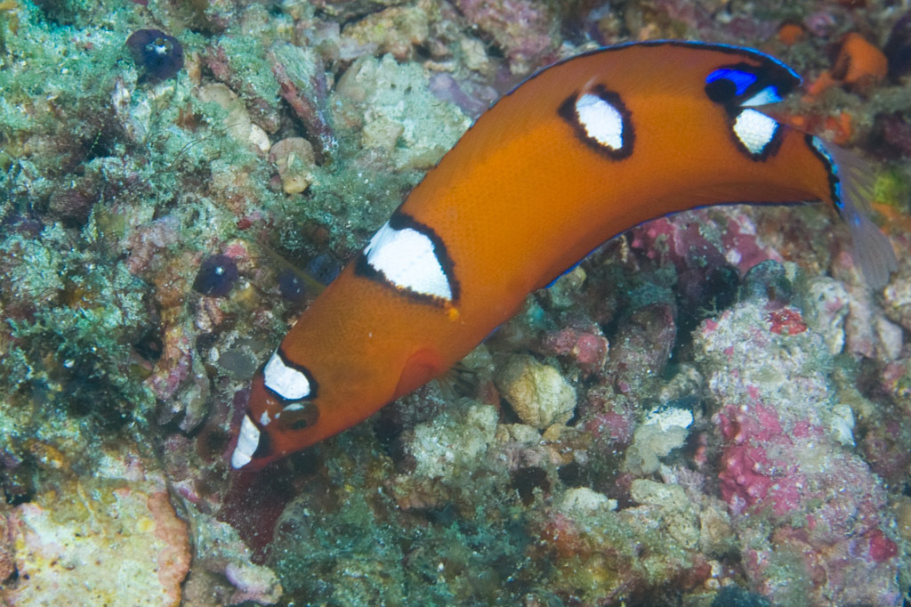 Yellowtail Coris