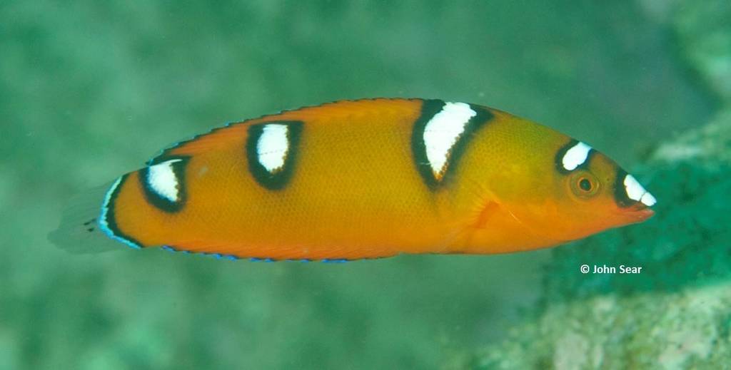 Yellowtail Coris