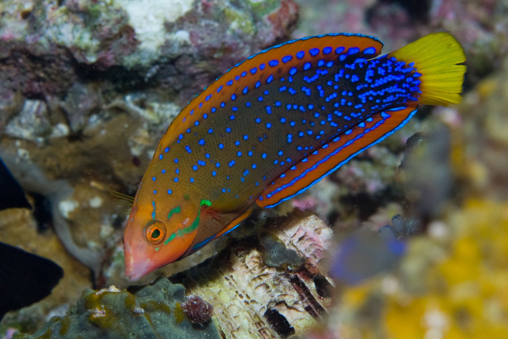Yellowtail Coris