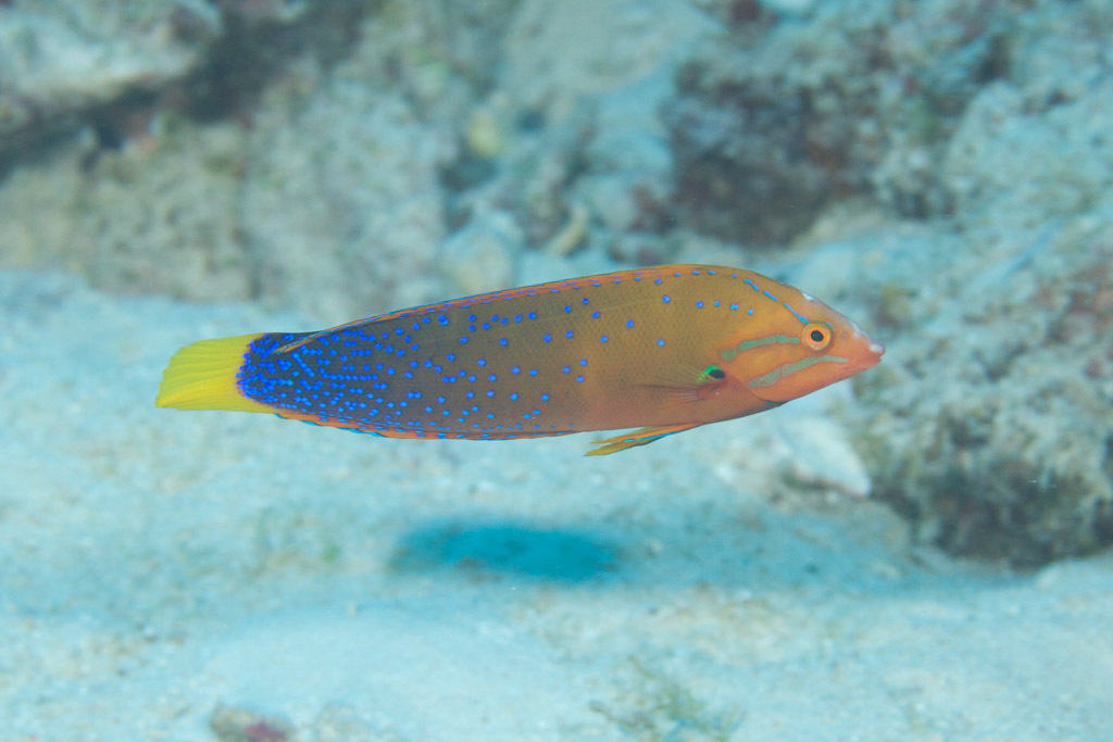 Yellowtail Coris