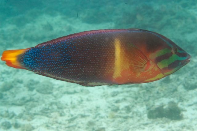 Yellowtail Coris