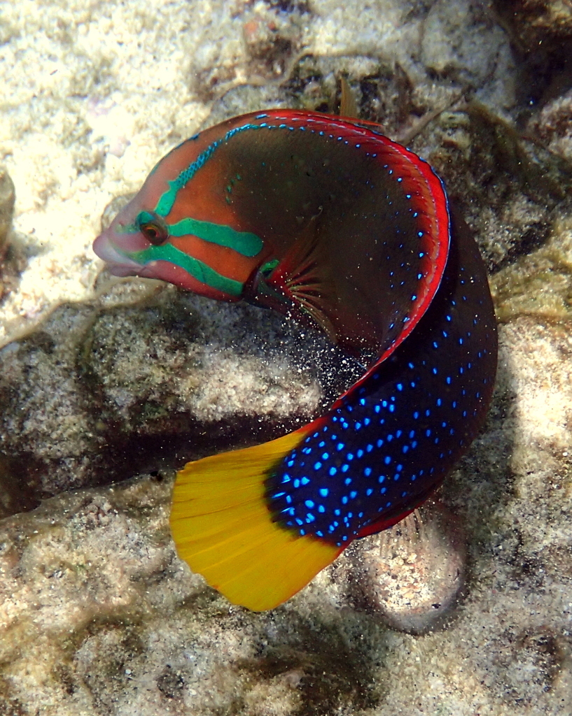 Yellowtail Coris