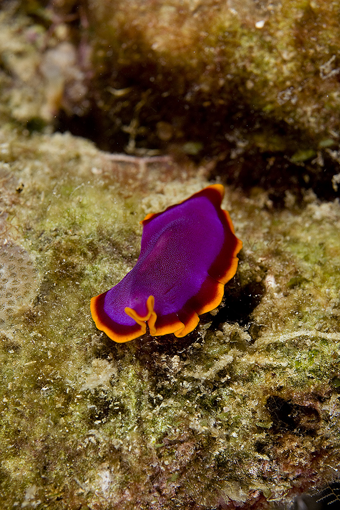 Fuchsia Flatworm