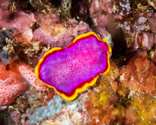 Fuchsia Flatworm
