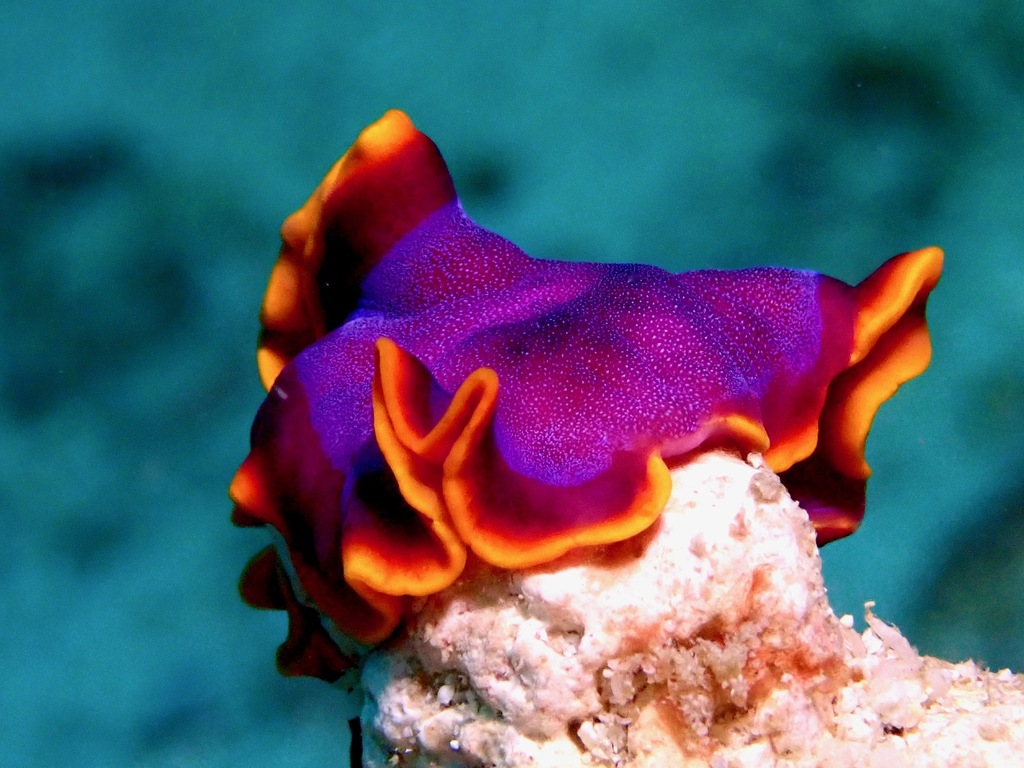Fuchsia Flatworm