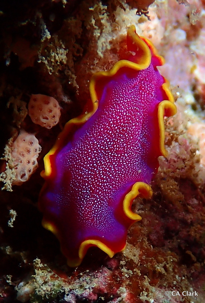 Fuchsia Flatworm