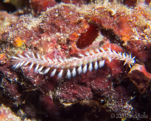 Lined Fireworm