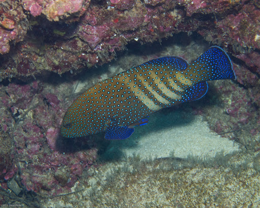 Peacock Grouper