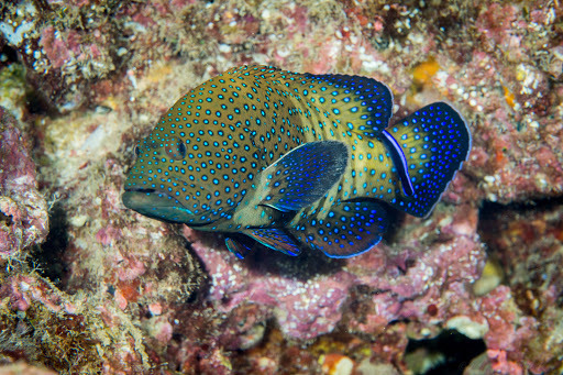 Peacock Grouper
