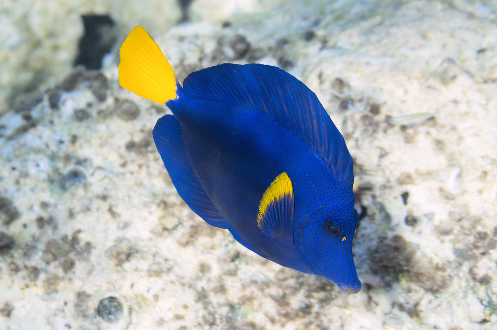 Purple Tang