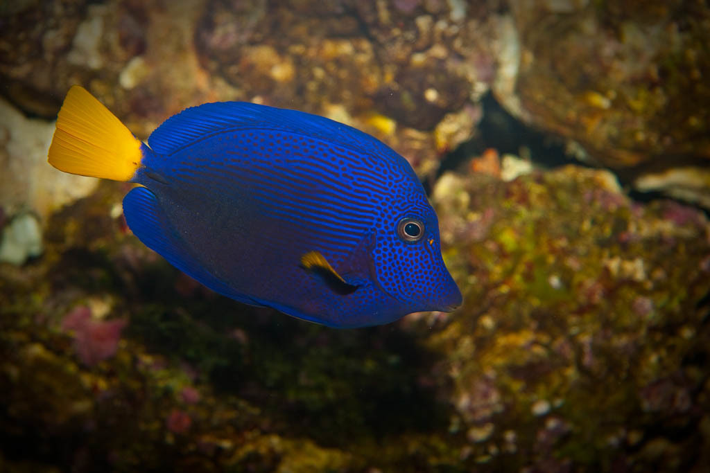 Purple Tang