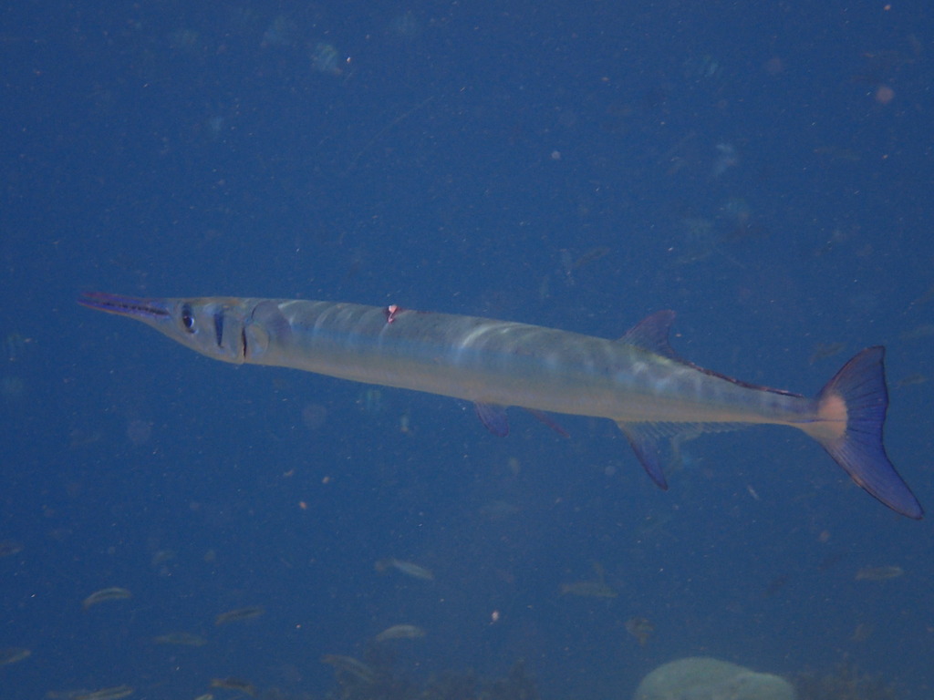Crocodile Needlefish