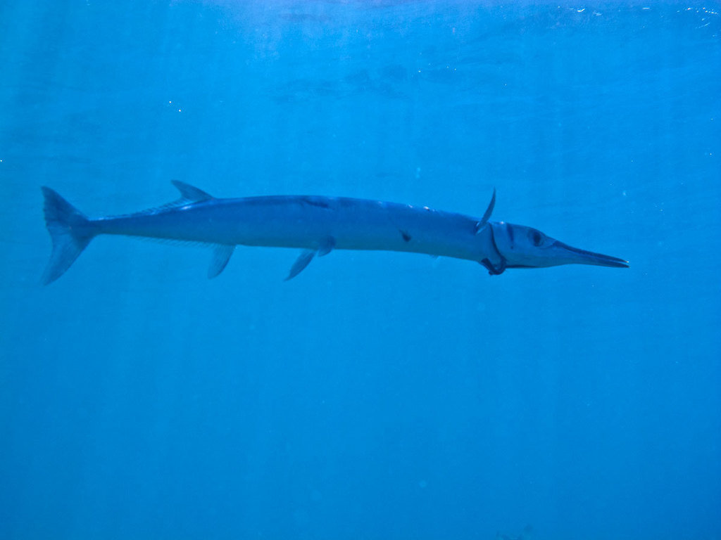 Crocodile Needlefish