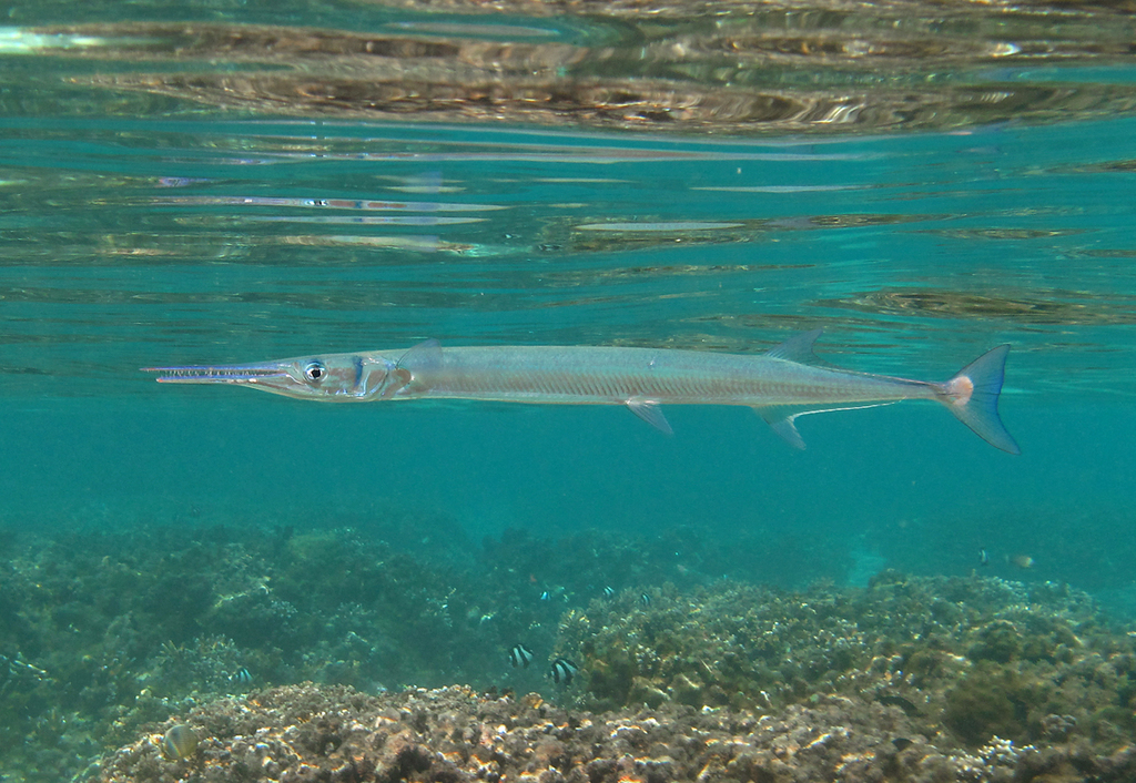 Crocodile Needlefish