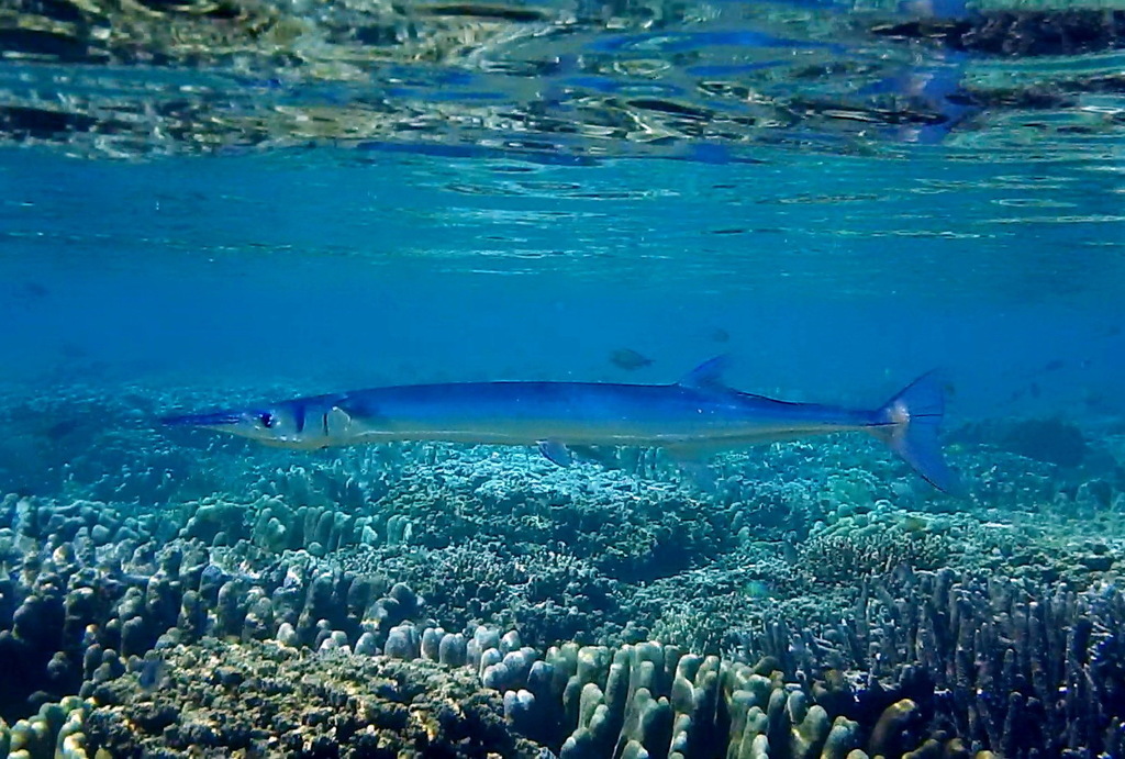 Crocodile Needlefish