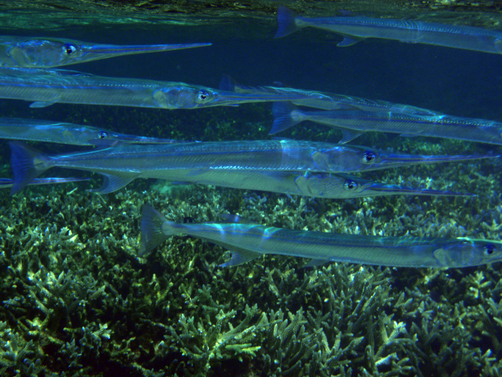 Crocodile Needlefish