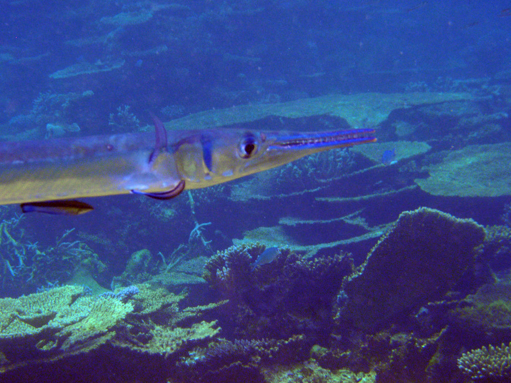 Crocodile Needlefish