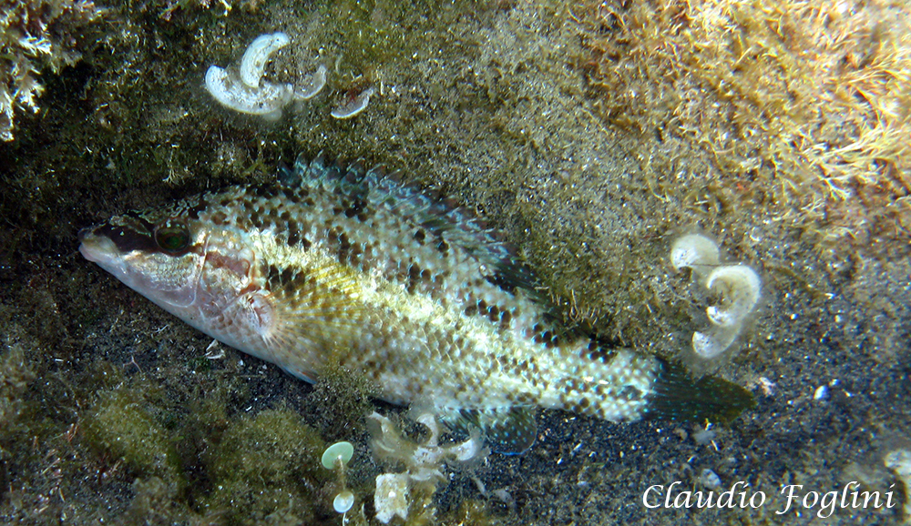 East Atlantic Peacock Wrasse