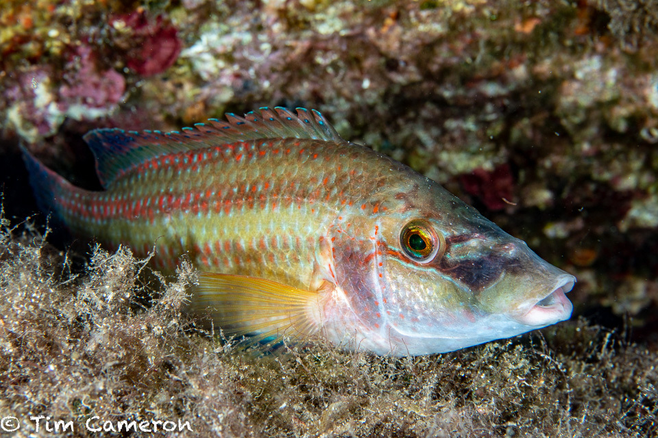 East Atlantic Peacock Wrasse