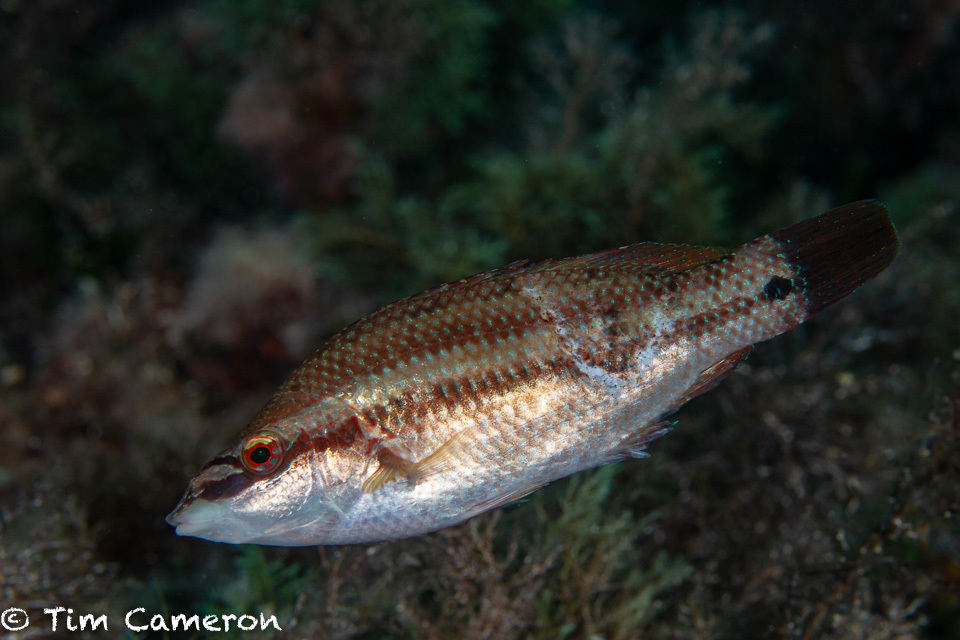 East Atlantic Peacock Wrasse