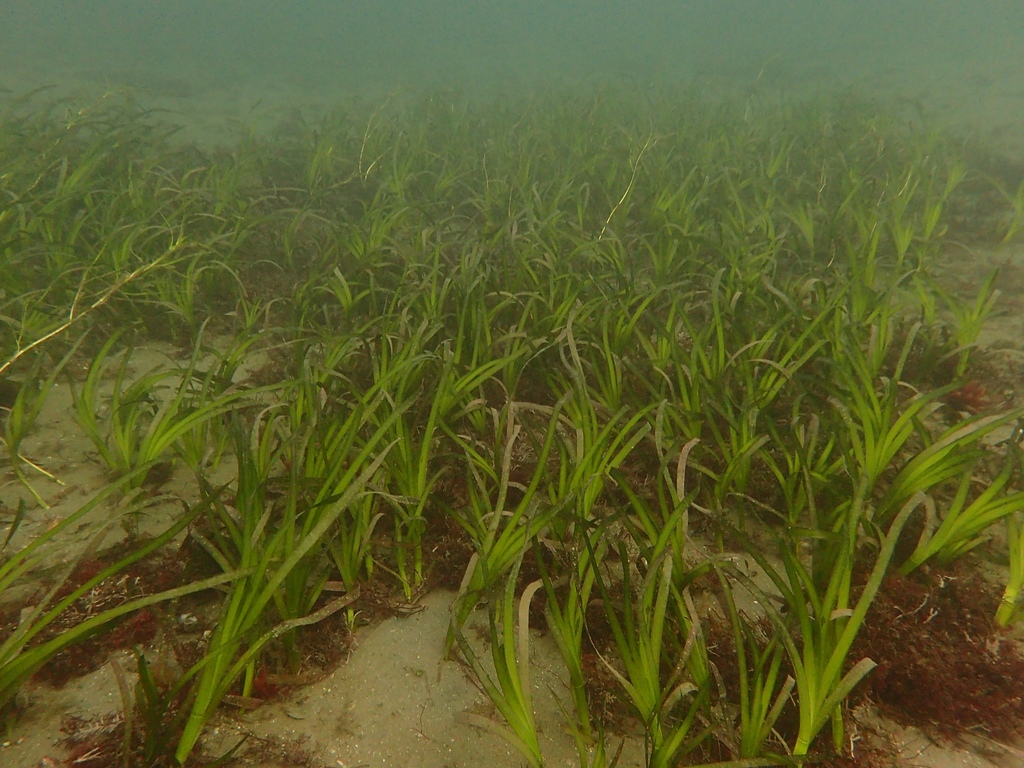 Eelgrass