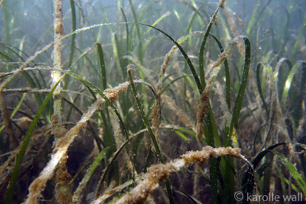 Eelgrass