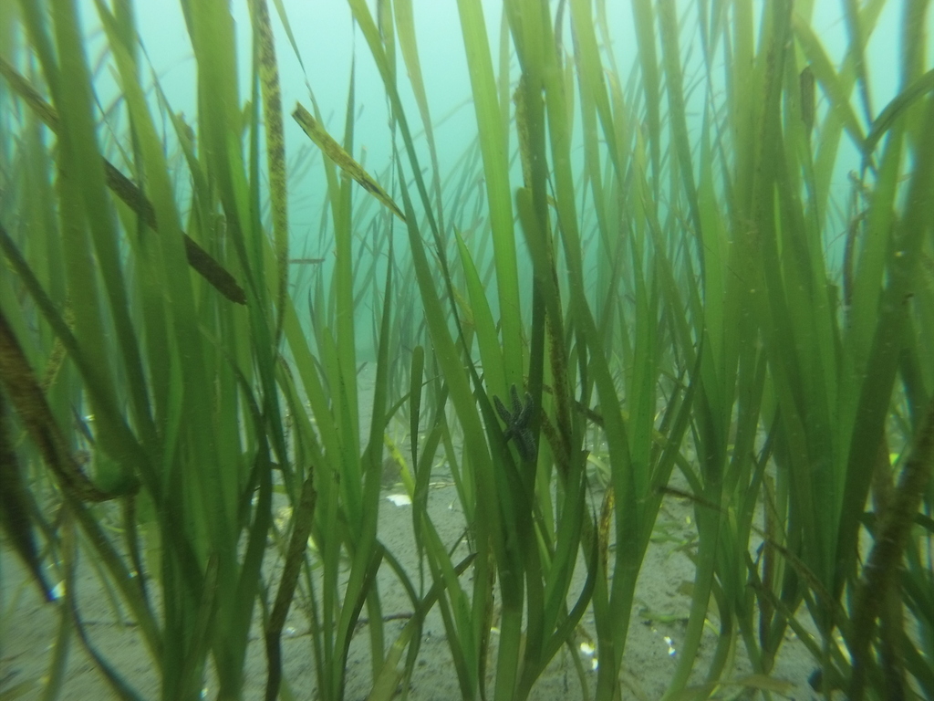 Eelgrass