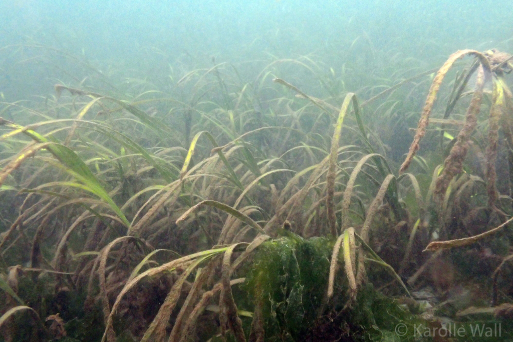 Eelgrass