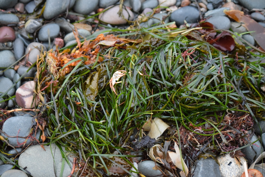 Eelgrass