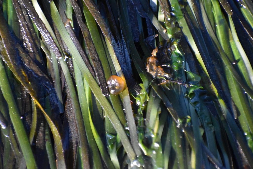 Eelgrass