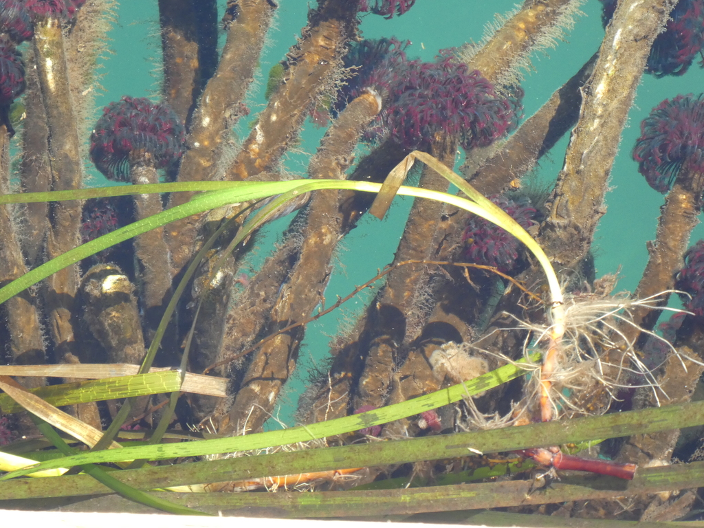 Eelgrass