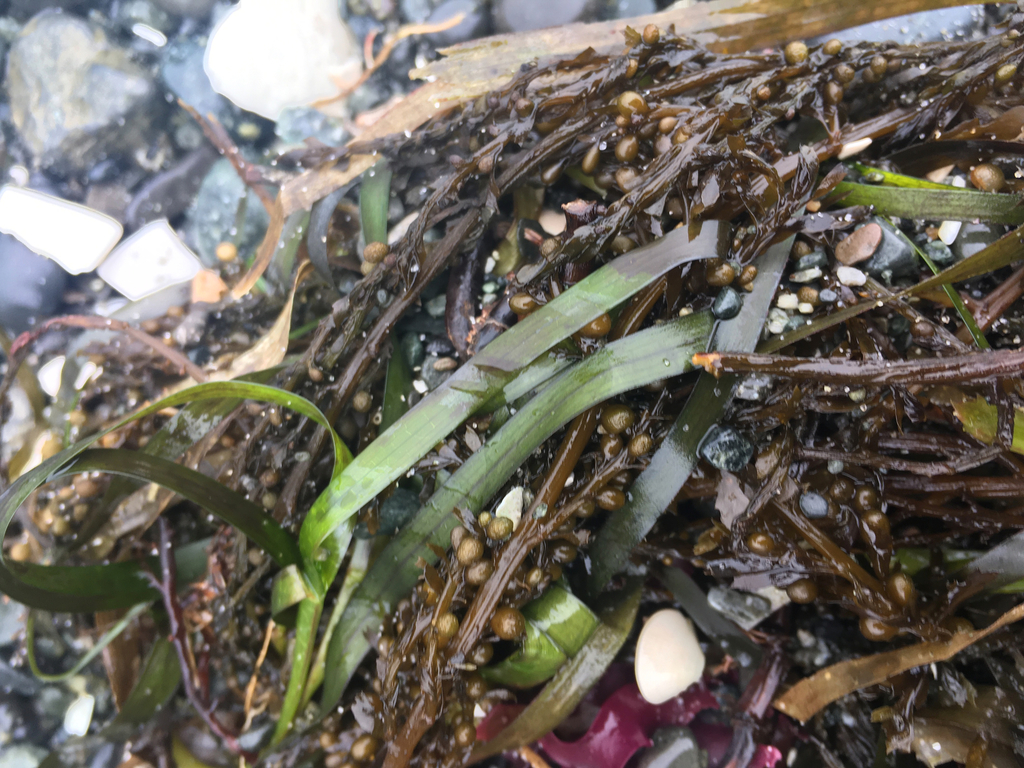 Eelgrass