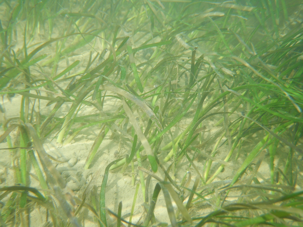 Eelgrass