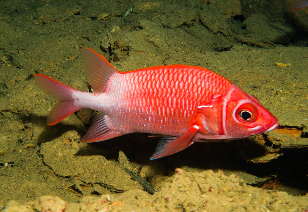 Tailspot Squirrelfish