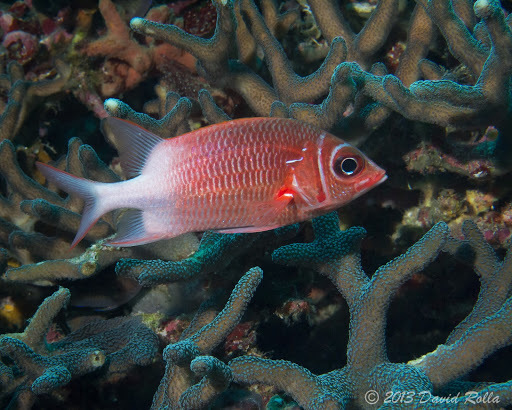 Tailspot Squirrelfish