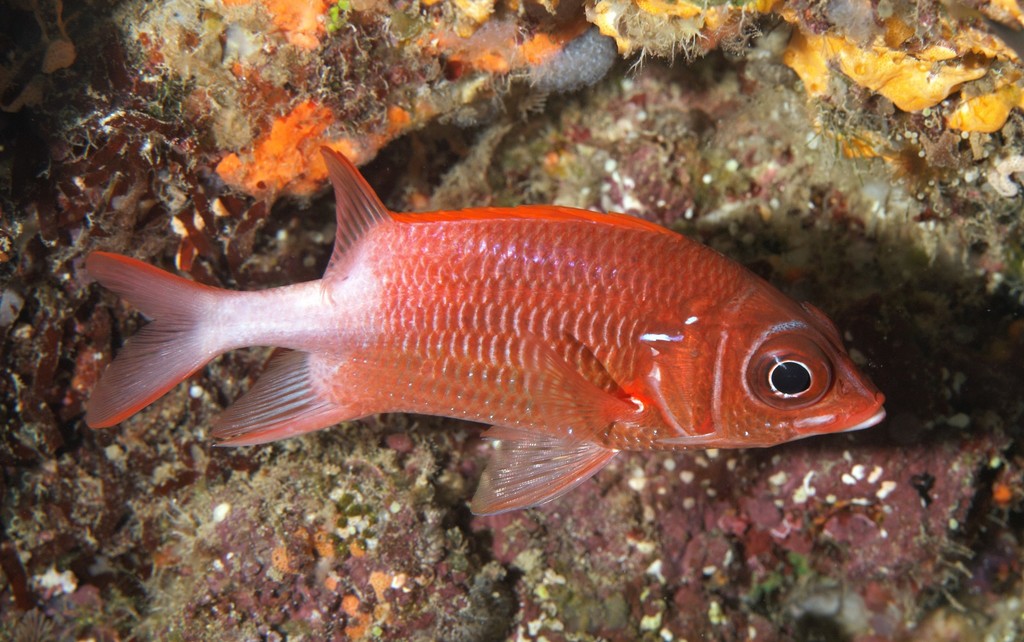 Tailspot Squirrelfish