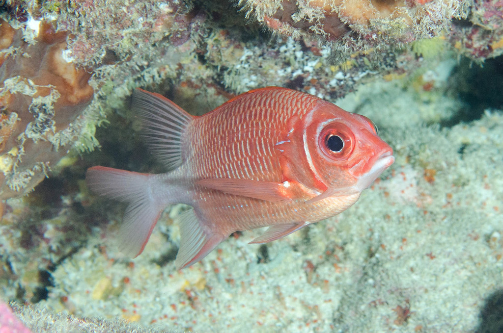 Tailspot Squirrelfish
