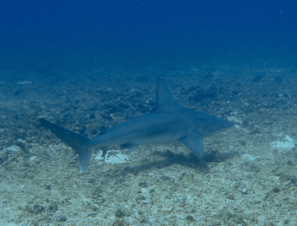 Sandbar Shark