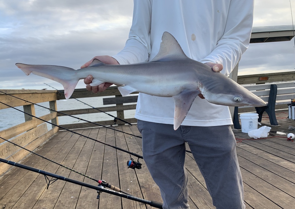 Sandbar Shark