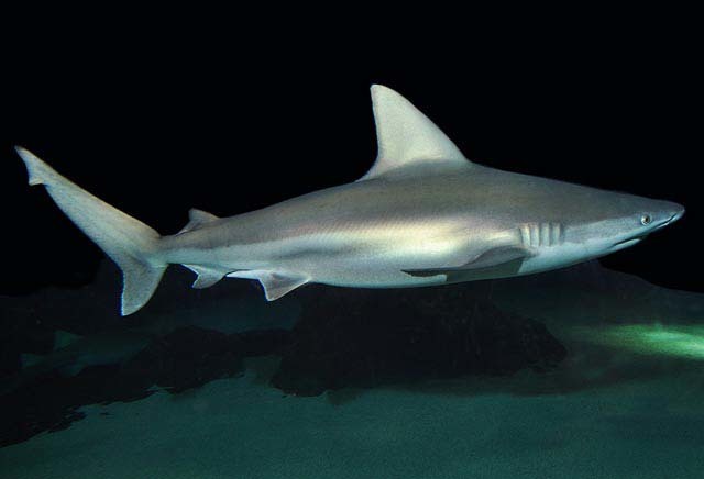 Sandbar Shark