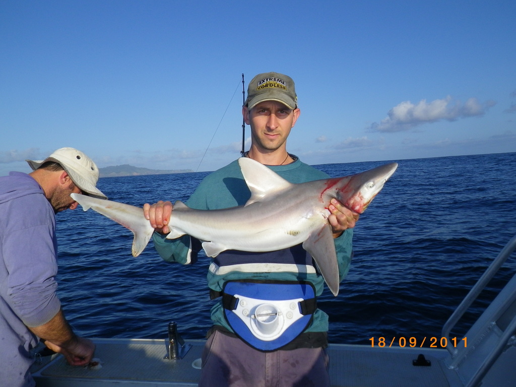 Sandbar Shark