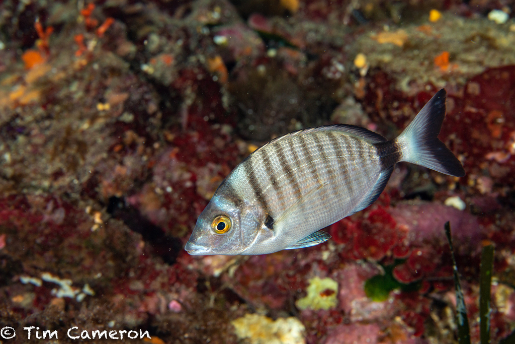 Sharpsnout Seabream