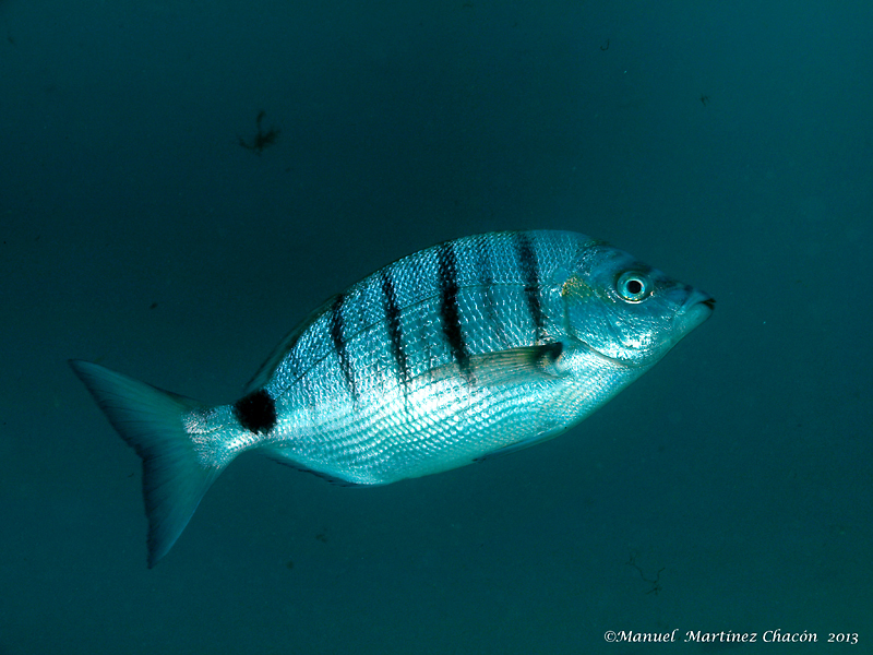 Sharpsnout Seabream