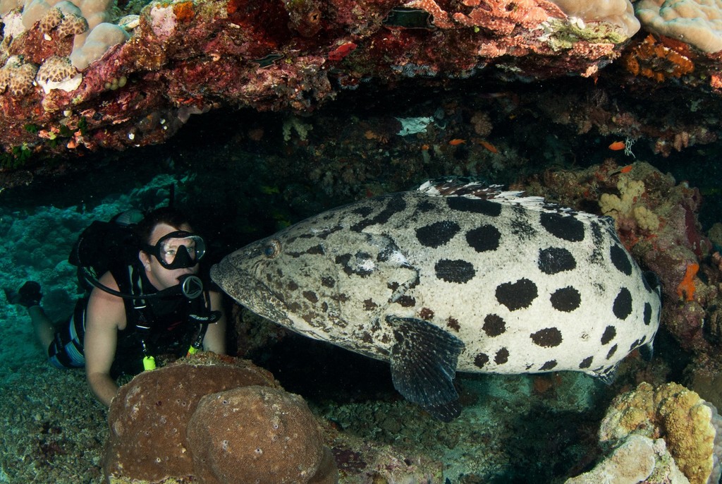 Potato Rockcod