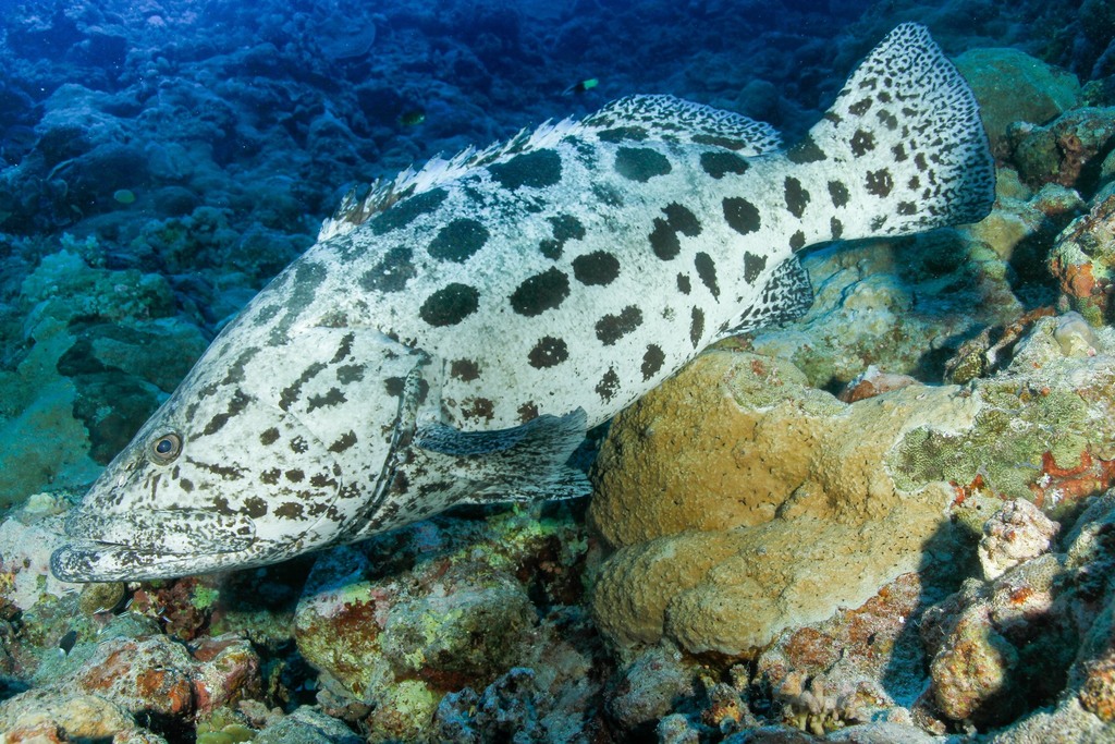 Potato Rockcod