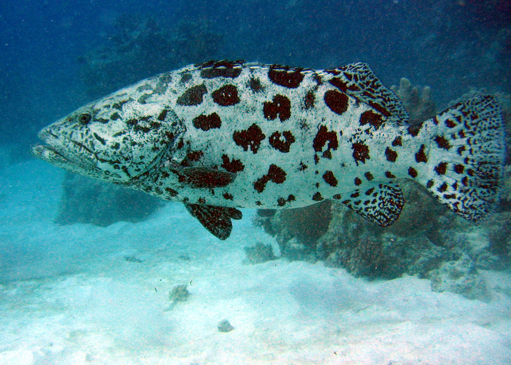 Potato Rockcod