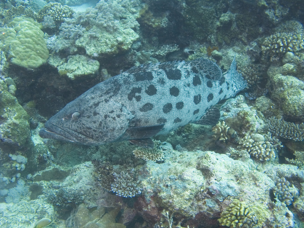 Potato Rockcod