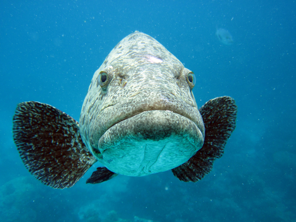 Potato Rockcod